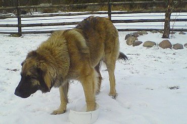 #leonberger #leonbergery #AptekaNatury