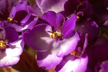 wiosna 2011 #FiołekAfrykański