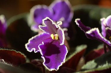 wiosna 2011 #FiołekAfrykański