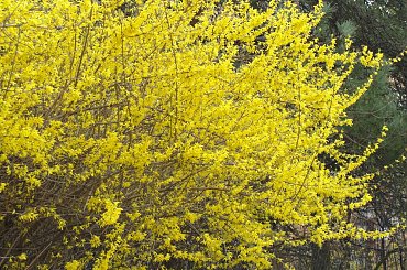 Południowy Śląsk, Wiosna w pełni :) #raciborz #Racibórz #slaskie #Śląskie #wiosna #zielono #żonkile