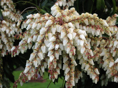 pieris