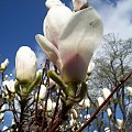 Magnolia rodzaj drzew lub krzewów, należący do rodziny magnoliowatych Magnoliaceae. Znanych jest ok. 250 gatunków. Gatunkiem typowym jest Magnolia virginiana L. Magnolie rosną dziko w Azji Wschodniej oraz Ameryce Południowej i Północnej. Poza naturalny...
