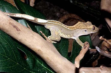 #CrestedGecko #GekonOrzęsiony #RhacodactylusCiliatus