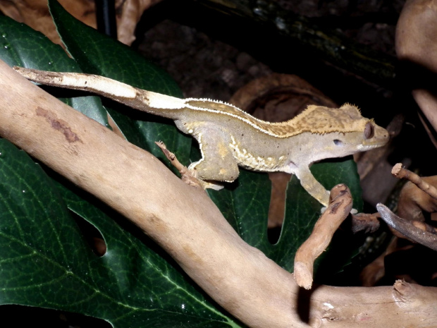 #CrestedGecko #GekonOrzęsiony #RhacodactylusCiliatus