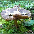 Niezaprzeczalna uroda grzybów, może jadalnych, może nie ale na pewno nierozerwalnie związanych z tą porą roku! #grzyby #RunoLeśne #WLesie #przyroda