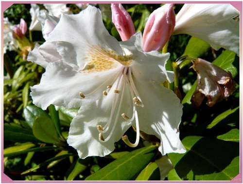 ostatnie kwiaty rododendrona #makro #ZBliska #roślinki #rododendron #biel #kwiaty