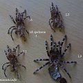 Acanthoscurria geniculata wylinki #ptasznik #ptaszniki #białokolanowy #geniculata #pająk #pająki #terrarium