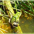 ...a w moim ogródku...moje ukochane żabki,Fotosikowi przyjaciele wiedzą! #ogród #lato #żabka #stawek