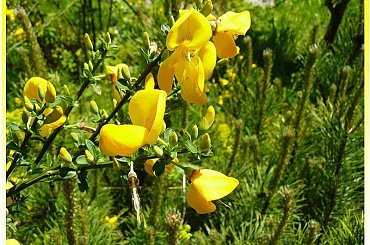 w moim ogrodzie #żarnowiec #krzewy #ogród #kwiaty