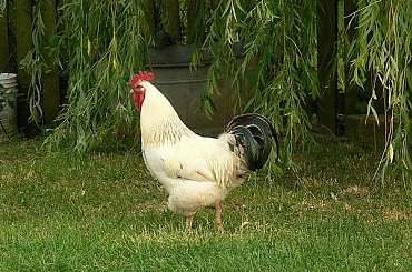 ..wstawal tak wczesnie z rana i zapraszal nas na sniadanko .Dzien Dobry !! #Krolik