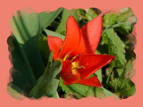 w ogrodzie #wiosna #ogród #tulipan #kwiat