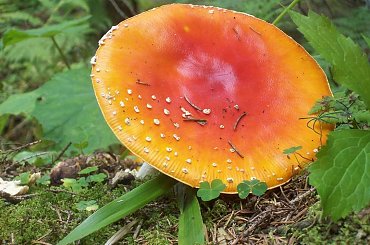 #grzyb #las #drzewo #natura