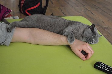 Pufa #kot #brytyjczyk