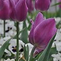 #tulipan #kwiaty #wiosna #fiolet #przyroda #DzienKobiet #wielkanoc #kwiatek