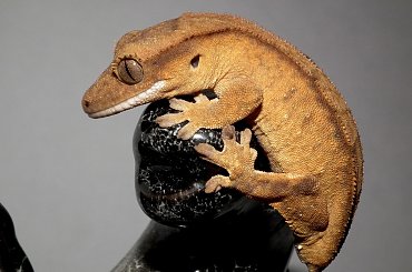 #CrestedGecko #GekonOrzęsiony #RhacodactylusCiliatus