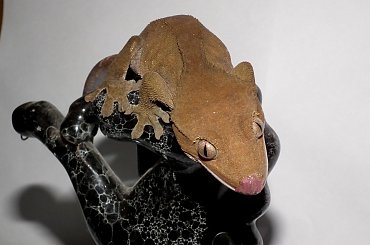 #CrestedGecko #GekonOrzęsiony #RhacodactylusCiliatus