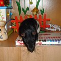 #gryzonie #szczury #szczurki #zwierzęta