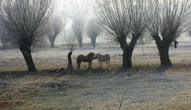#konie #wierzby #łąka #szron #zima #polana #natura #krajobraz