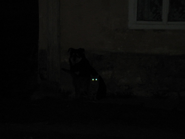 Kot świecący oczami stojący przy psie wieczorem #kot #pies #ŚwiecąceOczy #wieczór