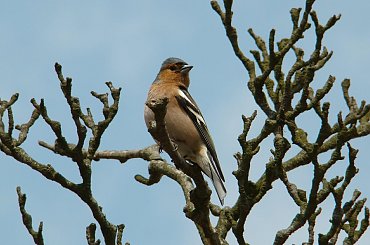 Zięba w parku przy pałacu w Kochcicach. #Zięba #ptak #Kochcice