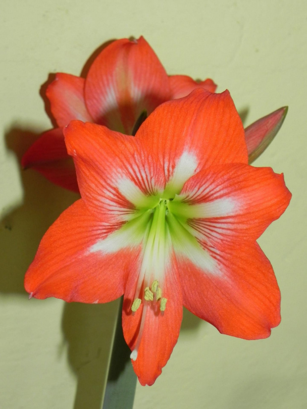 Hipeastrum ''Lily Star''