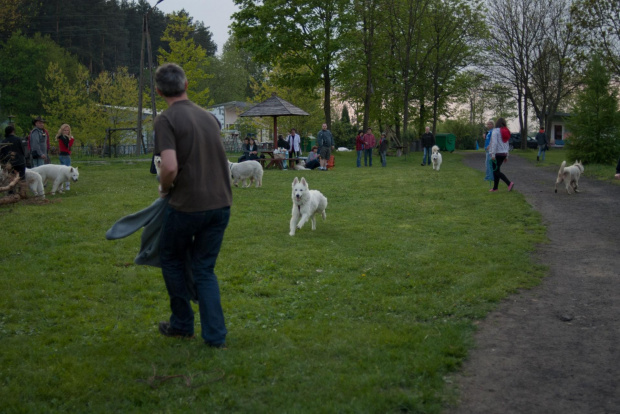 VIII Zlot BOS, Kościerzyce 2011r. #BiałyOwczarekSzwajcarski