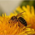 Pszczoły - gatunek ginący #Pszczoła #makro #PyłekKwiatowy
