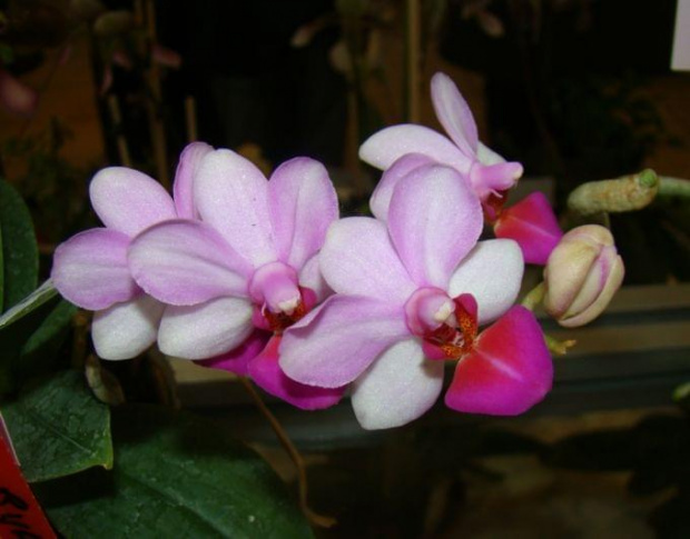 Doritaenopsis Liu's Berry