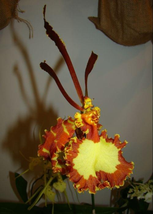 Psychopsis papilio