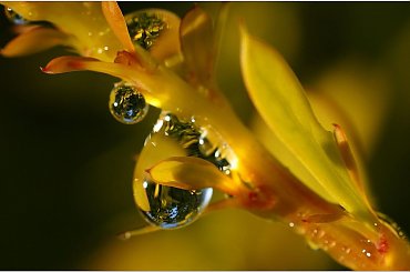 Kropelki #Kropelki #makro #Berberys