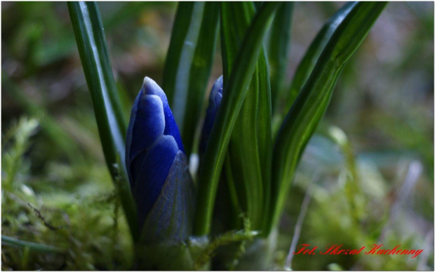 #Krokusy #makro #wiosna #kwiaty