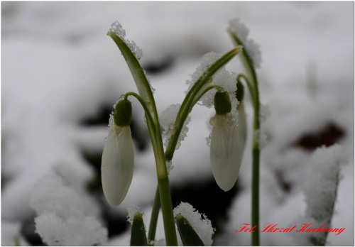 #przebiśniegi #śnieg #makro