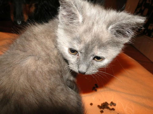 Koty do adopcji
