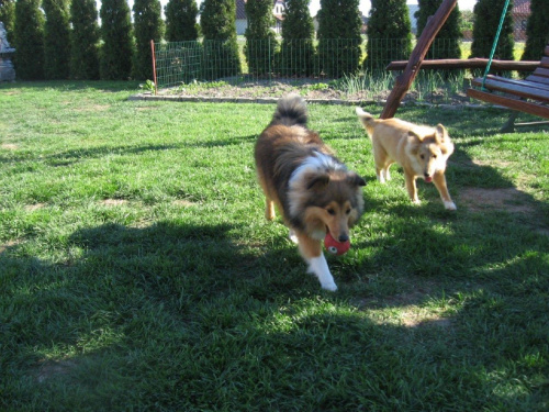 Amber Sun FCI, owczarek szetlandzki,sheltie
NESH Sunny Boy, AUDREY
Amber Sun #AmberSunFCI #OwczarekSzetlandzki #sheltie