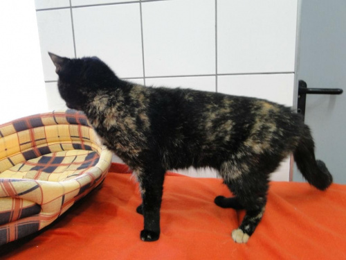 do adopcji