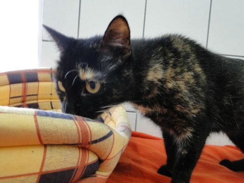 do adopcji