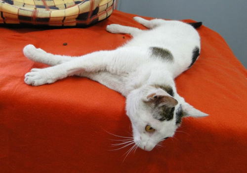 do adopcji