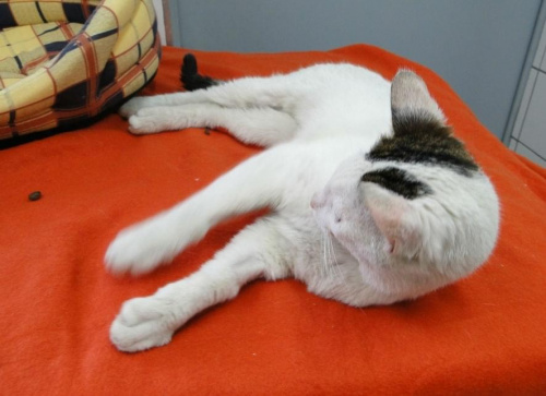 do adopcji