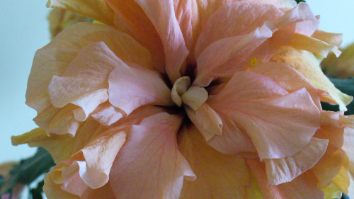 Hibiscus brzoskwiniowy pełny