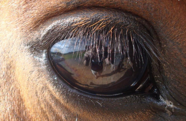 Nigerowe oczko. #horses #konie #koń
