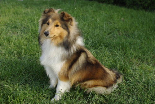 AUDREY Amber Sun FCI,
owczarek szetlandzki, sheltie #AUDREYAmberSunFCI