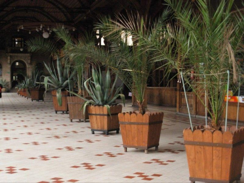 Palmy i agawy w Domu Zdrojowym