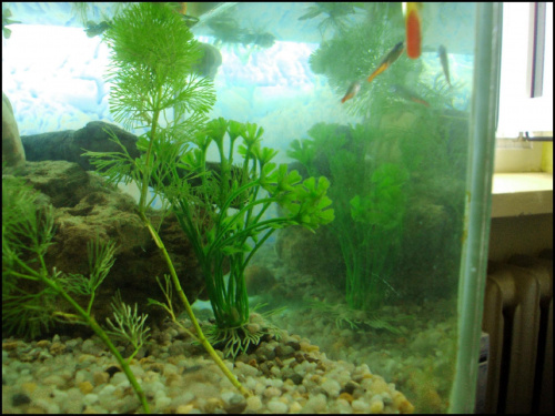 akwa #akwaterrarium