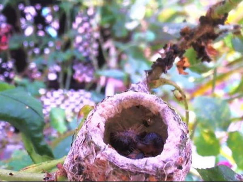 W gniazdku kolibrów z Kalifornii znów są dwa pisklątka