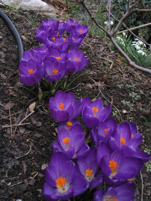 2009, wiosna kwiaty ogród #wiosna #kwiaty #ogród