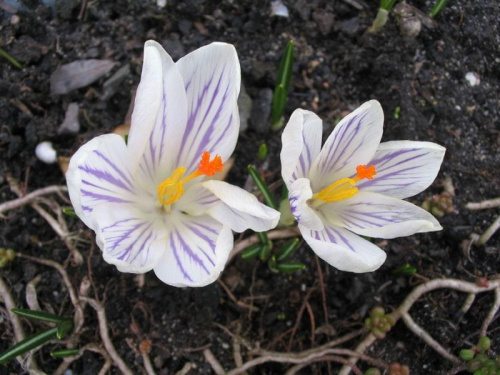 2009, wiosna kwiaty ogród #wiosna #kwiaty #ogród