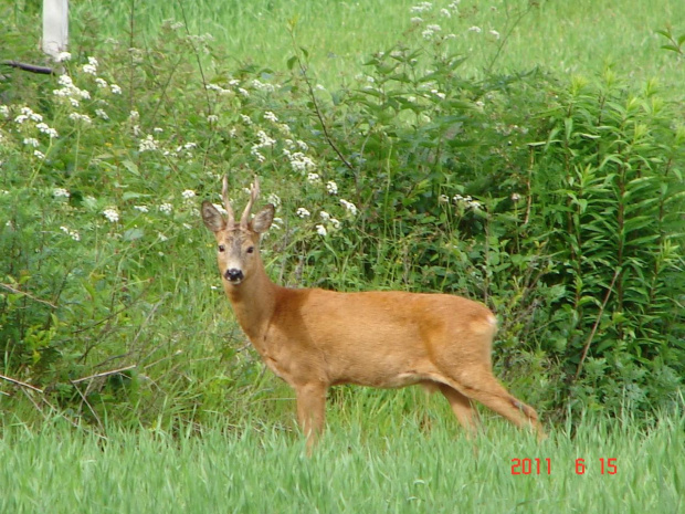 koziołek