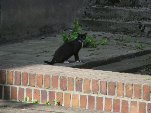 pan pingwinek