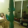 euphorbia trigona