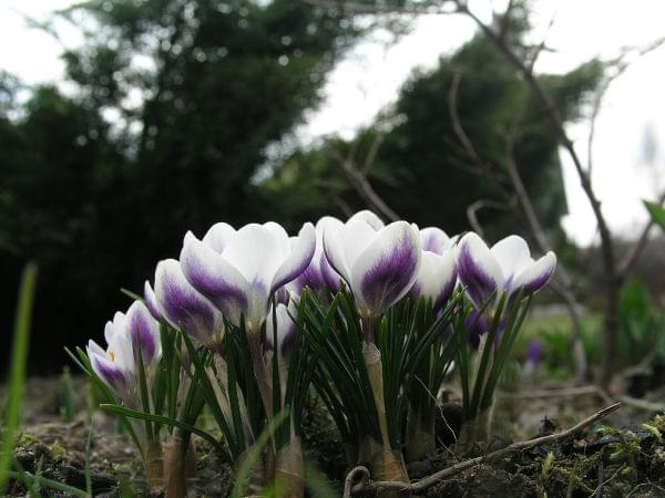 Crocus chrysanthus 'Prins Claus'